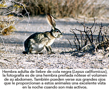 Hembra adulta de liebre