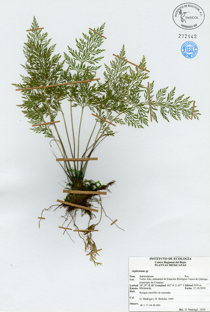 Asplenium