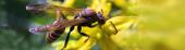Temidas pero incomprendidas: las avispas como polinizadores