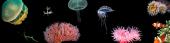 Cnidarios: anémonas, corales, medusas e hidras