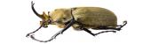 Escarabajos: áreas prioritarias de conservación en Guerrero