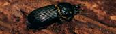 Escarabajos percusionistas: güiros, güícharos y carrascas