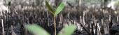 Reguladores y recursos del manglar: su desbalance y degradación